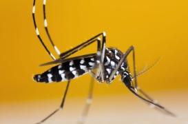 Chikungunya, dengue, Zika : presque toute la France en forte vigilance à cause des moustiques tigres