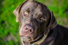 Obésité : une même cause génétique pour les humains et… les chiens ?