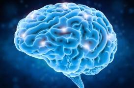 Evolution : le cerveau de l'homme aurait évolué pour faire face aux défis environnementaux 