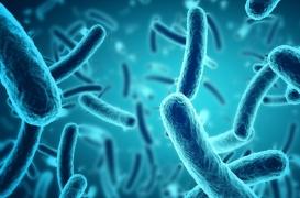 L'arme secrète des bactéries révélée