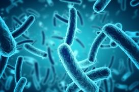 Malnutrition : le microbiote de la mère pourrait marquer la santé du bébé à vie