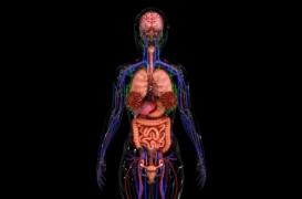 L'interstitium, le nouvel organe du corps humain est aussi le plus grand