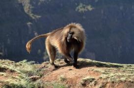 Greffe : deux babouins survivent plus de 6 mois avec un coeur de cochon