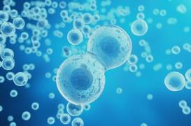 Lutter contre le vieillissement cellulaire pour traiter les maladies métaboliques ?