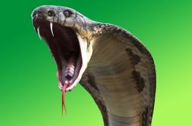 Un touriste a failli perdre son pénis et ses testicules suite à la morsure d’un cobra