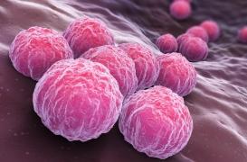 Chlamydia : elle augmenterait le risque de cancer et de grossesse extra-utérine