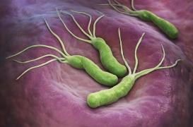 Cette bactérie présente dans l’estomac pourrait être responsable de 76 % des cancers digestifs