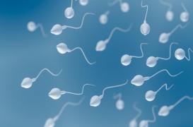 L’âge des spermatozoïdes pourrait influer sur la santé et l'espérance de vie du bébé