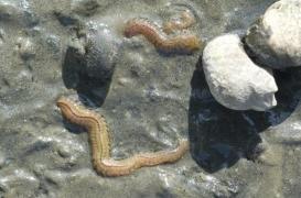 Potentiel remède contre le Covid-19, le sang de ver marin passe à l’essai