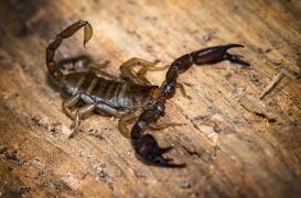 Cancer du sein : une toxine de scorpion aussi efficace que la chimiothérapie ?