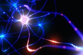 Mémoire et apprentissage reposent sur des connexions neuronales différentes