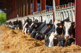 Nourrir 9 milliards d’humains : finie la viande, place aux insectes ?