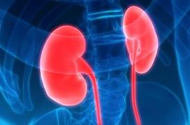 Insuffisance rénale : l’acide urique ne dégrade pas la fonction rénale