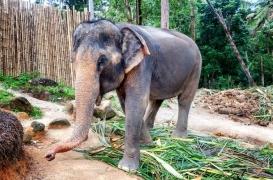 Inde : risque élevé de tuberculose lié aux promenades à dos d'éléphant