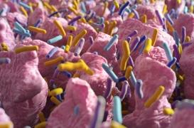 L’impact de votre vie sociale sur la qualité de votre microbiote 