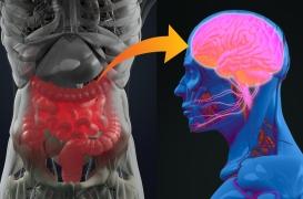 Dépression : et si c’était à cause du nerf vague relié au microbiote intestinal ?