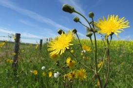 La médecine amérindienne pourrait aider à lutter contre les superbactéries