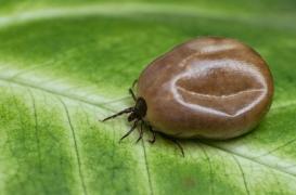 Lyme : grâce à l'appli 