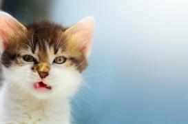 Maroc : un touriste meurt de la rage après avoir été mordu par un chat