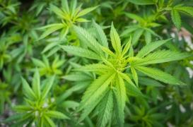 Le cannabis thérapeutique testé pour la première fois à Marseille