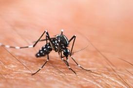 La dengue contractée à Saint-Laurent-du-Var : les habitants s'organisent