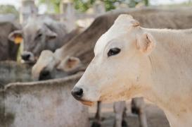 Tuberculose bovine : la maladie est arrivée en Normandie 