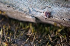 Maladie de Lyme : des chercheurs vont plancher sur un vaccin