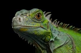 D'anciens muscles reptiliens découverts dans les embryons humains 