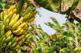 Chlordécone : 4 recommandations pour réduire l’exposition alimentaire aux Antilles