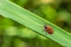 Maladie de Lyme : un cycliste de haut niveau a failli arrêter à cause d'une tique