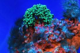 Une « super molécule » anti-cancer élaborée grâce à une éponge marine