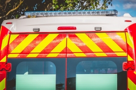 C’est plein de chats morts aux pieds des arbres !