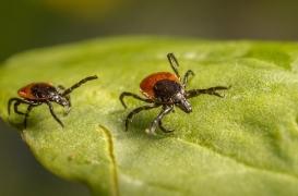 Creuse : la justice reconnait pour la première fois la maladie de Lyme comme pathologie professionnelle