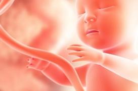 Le don d’ « organe » commence à la naissance