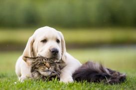 Covid-19 : des chiens et des chats soupçonnés de myocardite touchés par le variant britannique