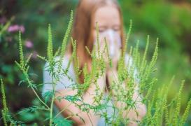 Les allergies à l’ambroisie sont en avance 