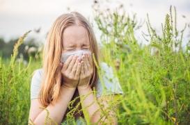 Ambroisie : les allergies ont commencé, premier pic prévu début août