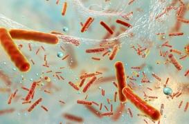 Staphylocoque doré : le mécanisme de persistance de la bactérie aux antibiotiques découvert