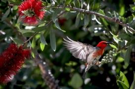 Comment la biodiversité améliore notre santé mentale