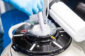 Greffe : un rein cryogénisé transplanté avec succès en laboratoire