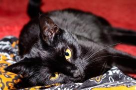 Un patient immunodéprimé développe une infection mortelle après s'être fait griffer par son chat