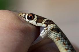 Enfant mordu par un serpent venimeux : comment réagir ? 