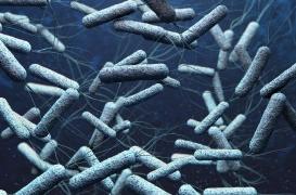 Choléra : les épidémies de retour à cause du réchauffement climatique ?