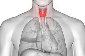 Hyperthyroïdie et hypothyroïdie : mieux comprendre le fonctionnement de la thyroïde