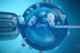 Transplantation : des organes humains greffables grâce aux cellules souches de porc