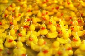 Pourquoi 7 450 canards dans le Finistère, et 11 200 aux herbiers  seront abattus … 