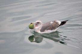 Australie : les mouettes sont porteuses de bactéries ultrarésistantes