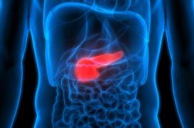 Sans pancréas… la vie est impossible