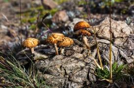 Cette substance présente dans les champignons hallucinogènes pourrait soigner la dépression 