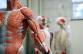 Myasthénie : l’immunothérapie potentiellement efficace 